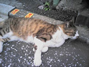 東京景色　北区のねこ