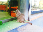 ネコ待ってます！