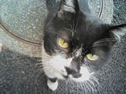 東京景色　北区のねこ