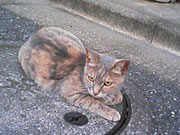 東京景色　北区のねこ