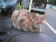 東京景色　北区のねこ