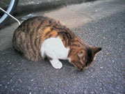 東京景色　北区王子本町界隈のねこ