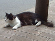 東京景色　渋谷金王神社のねこ