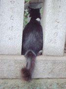 東京景色　渋谷金王神社ネコ