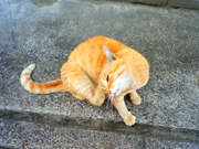 東京景色　北区のねこ