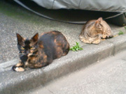 東京景色　北区中十条のねこ