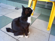 ソックス・ネコ　in マレーシア