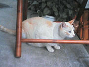 東京景色　北区志茂のねこ