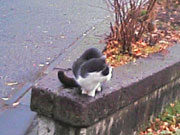 東京景色　浮間公園のねこ１