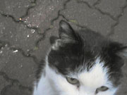 東京景色　浮間公園のねこ１