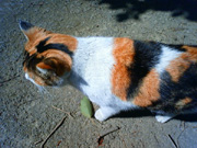 東京景色　北区のねこ