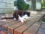 東京景色　浮間公園のねこ２