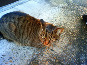 東京景色　谷中のねこ