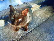 東京景色　谷中ネコ