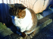 東京景色　谷中のねこ