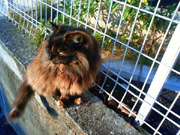 東京景色　谷中のねこ