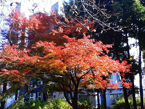 王子親水公園の紅葉