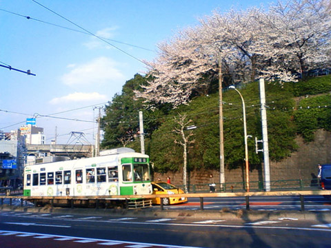 飛鳥山公園の桜と都電