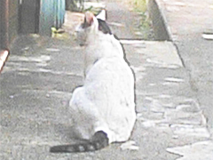横丁ねこ